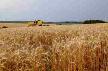Avanço da colheita do trigo aponta para safra com recorde de produtividade no Paraná